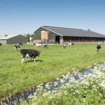 cows in dutch meadow on sunny summer day in the netherlands with farm in the background